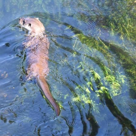 La historia de las nutrias del río Sar.