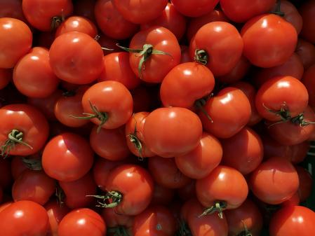 Los tomates de untar (conocidos como tomàquets de penjar, en catalán), están presentes en gran parte de las cocinas de hogares y restaurantes de Catalunya