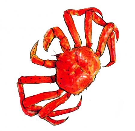 El cangrejo real empieza a estar de moda en las mesas españolas