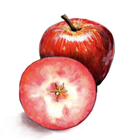 La  kissabel es el cruce de una manzana salvaje de pulpa roja con otras más comerciales