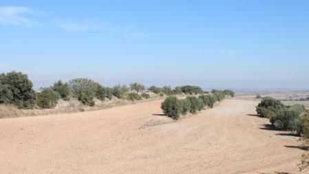 Reto visual: ¿Puedes ver al pájaro en este olivar de La Figuerosa?