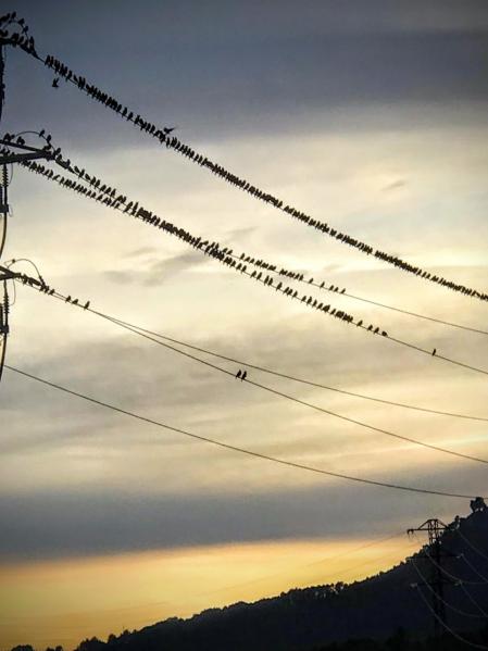 Bandada de estorninos posados en cables en Santa Margarida de Montbui.