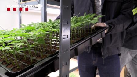 Marihuana intervenida durante la operación policial