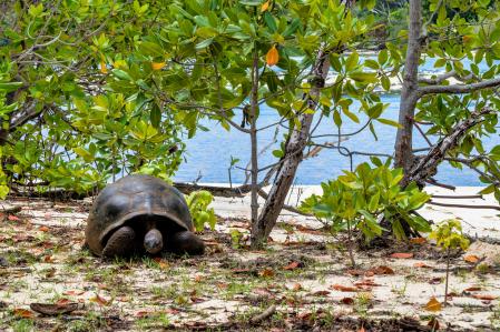 Una tortuga gigante en el atolón de Aldabra