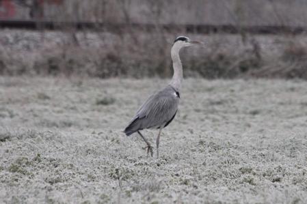 La garza se mueve observando el entorno.