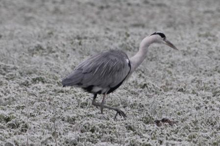 Parece que la garza real ha visto algo: ¿Habrá localizado a su presa?