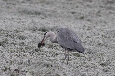 La garza real atrapa al ratón con el pico.