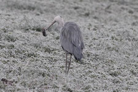 A la garza ya no se le escapa su presa.