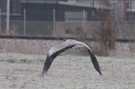 Cuando se ha tragado el ratón, la garza real emprende el vuelo.