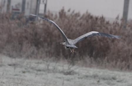 La garza real se aleja tras alimentarse.