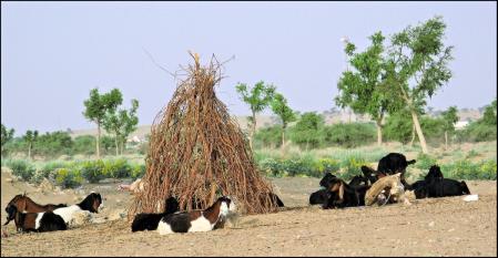 El ganado es una fuente de recursos en el desierto del Thar.