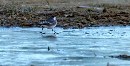 Lavandera blanca caminando sobre el hielo.