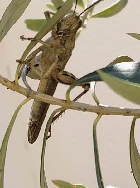 Langosta posada en un olivo en otoño.