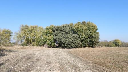 Reto visual: ¿Cuál es la encina y cuál es el almez?