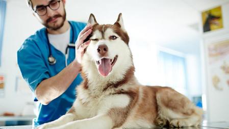 Las visitas periódicas al veterinario son básicas para el bienestar de las mascotas