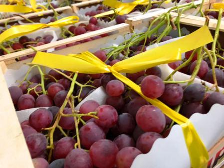 Uva variedad Red Globe llegada de Italia. Mercabarna