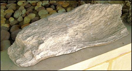 Detalle de un gran fósil localizado en Akal.