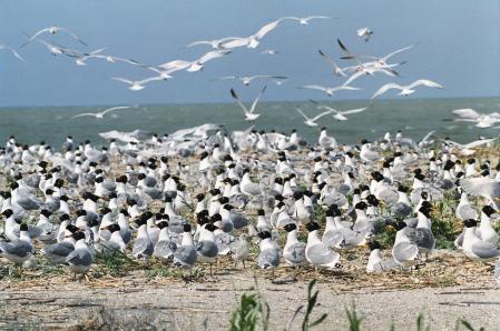 Colonia de gaviotas de cabeza negra (Larus ichthyaetus) en el norte del Mar Caspio.