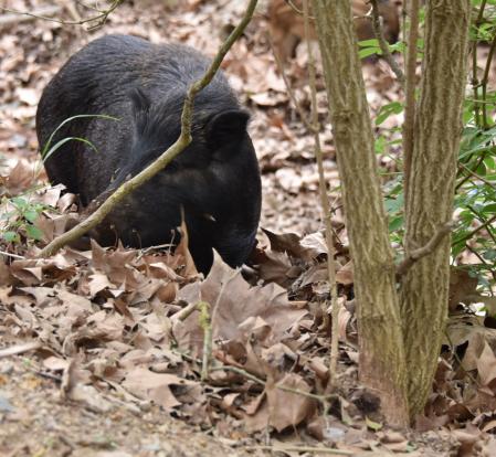Jabalí en el pantano de Vallvidrera.