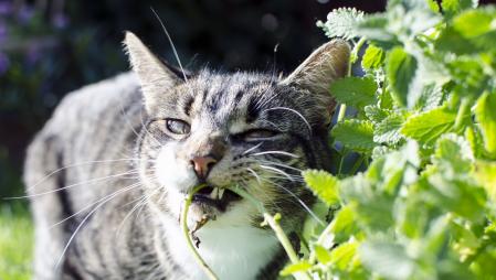 Gato mordisqueando una planta nepeta (Nepeta cataria) o hierba gatera.
