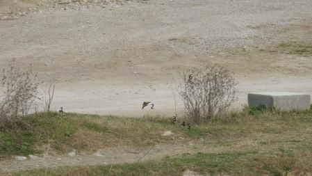Solución al reto visual de los seis jilgueros.