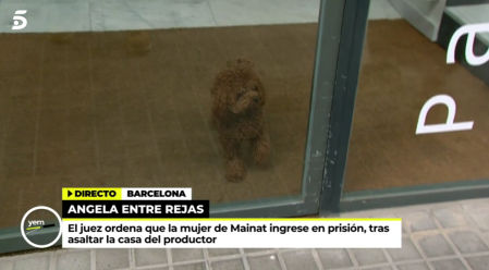 Casi atropellan al perro de Mayka Navarro en directo.