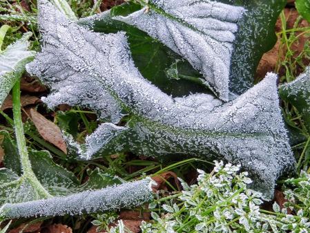 Detalle de la helada en Sant Julià de Vilatorta.