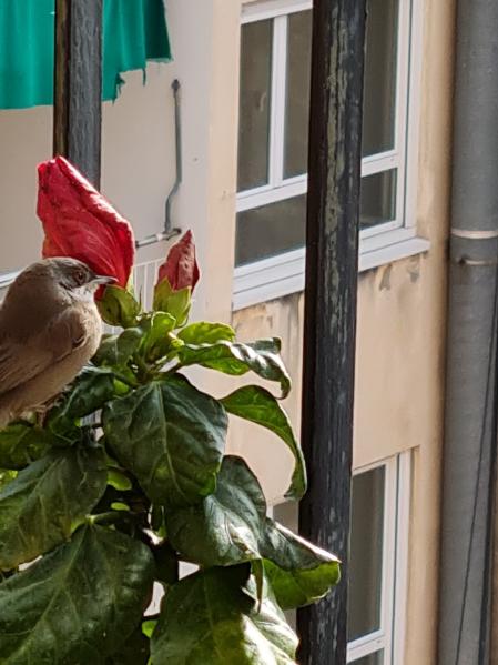 El pájaro, en el balcón de Les Corts.
