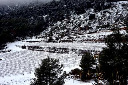 Viñedos del Penedès nevados.