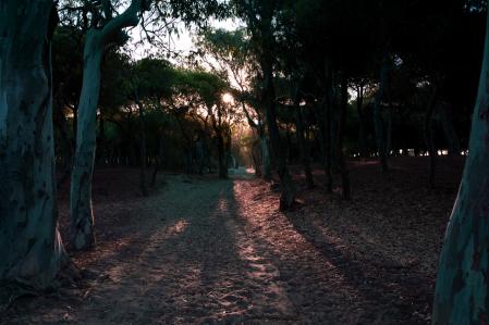 Pinos y eucaliptos de litoral