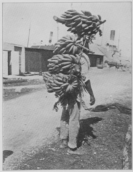 Trabajador de la United Fruit Company, 1913.