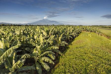 Plantación de Chiquita Brands en Costa Rica.