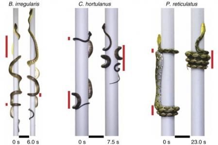 Diversas formas de desplazamiento de serpientes en troncos