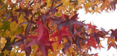 Postal de La Garrotxa.