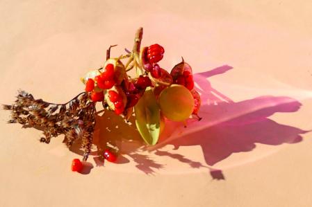 Semillas de Pitósporo Japonés.