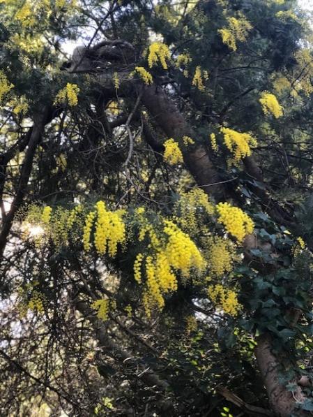 Primeras mimosas de 2021 en los árboles de enero.