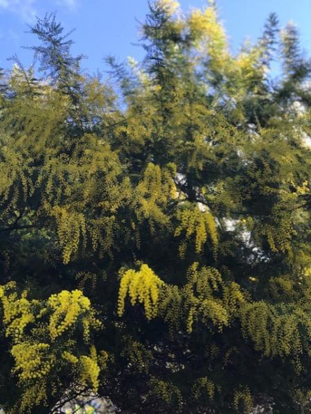 Primeras mimosas de 2021 en los árboles de enero.