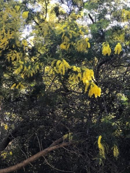 Primeras mimosas de 2021 en los árboles de enero.