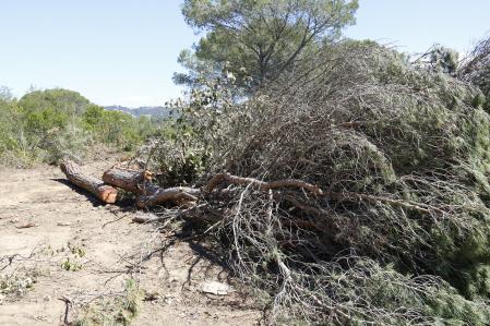 Uno de los árboles cortados durante las obras de ampliación de la C-32 en una zona próxima a una urbanización de Lloret de Mar