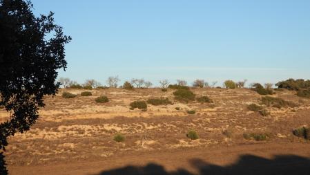 Reto visual: Y en esta segunda imagen, ¿ves al aguilucho?