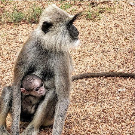 Macacos en nuestro camino.