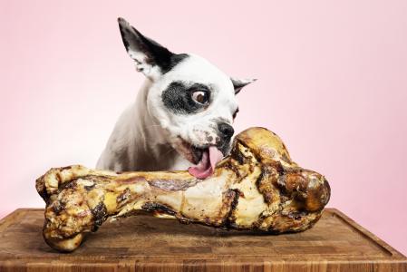 Karla and Treats April 2019 French Bulldog