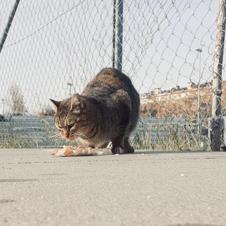 Gato cuidado en la calle, en Malgrat de Mar.