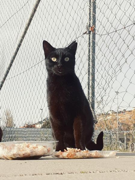 Gato cuidado en la calle, en Malgrat de Mar.