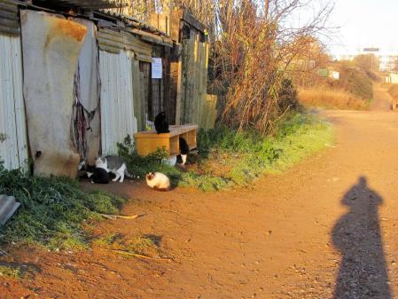 Refugio de gatos en Sabadell.
