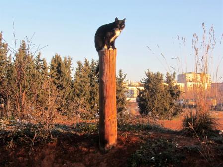 Gato centinela en Sabadell.