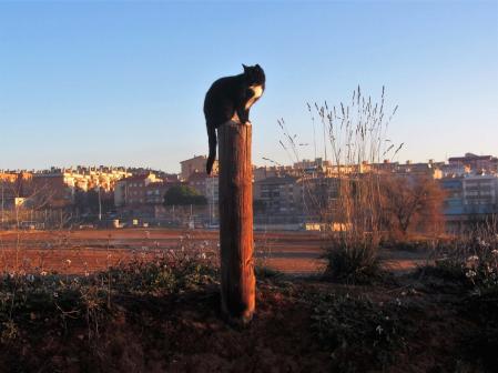 Gato centinela en Sabadell.