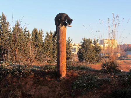 Gato centinela en Sabadell.