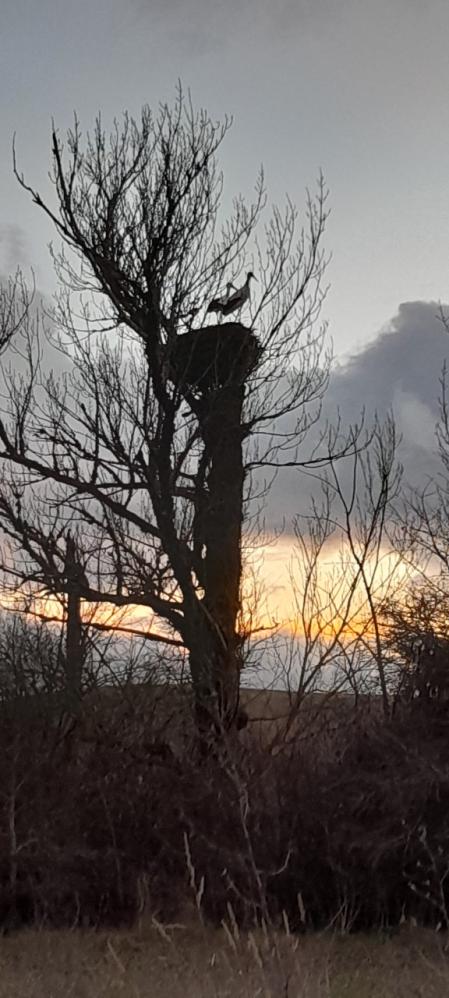 Las cigüeñas de Fuencaliente de Lucio y a Villavega de Aguilar.