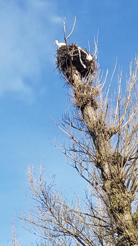 Las cigüeñas de Fuencaliente de Lucio y a Villavega de Aguilar.